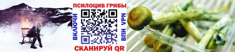 Купить  Весьегонск  Псилоцибиновые грибы Psilocybe 